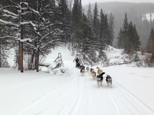 dogsled12